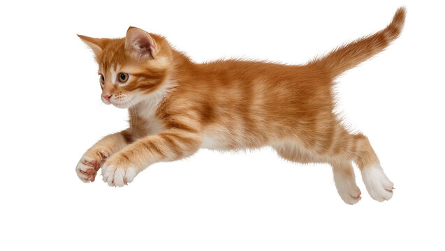 Energetic ginger tabby kitten captured mid-air, leaping with playful enthusiasm, isolated PNG on transparent background, perfect for pet-themed designs