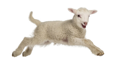Energetic fluffy white lamb leaping mid-air, a joyful young sheep captured in dynamic motion, isolated PNG on transparent background, perfect for farm animal themes © Ozols
