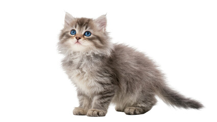 Adorable fluffy grey and brown kitten with striking blue eyes, standing and looking up, isolated PNG on transparent background, a charming domestic pet for design projects © Ozols