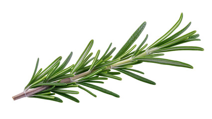 Fresh green rosemary sprig, a fragrant culinary herb, isolated PNG on transparent background, perfect for cooking and seasoning designs © Ozols