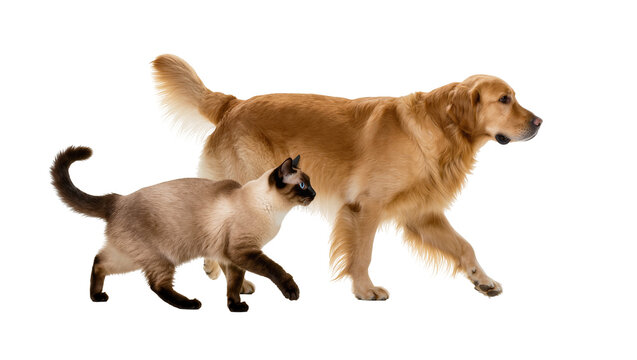 Golden Retriever dog and Siamese cat walking together, isolated on transparent background, a perfect PNG for pet-related designs and animal companionship themes