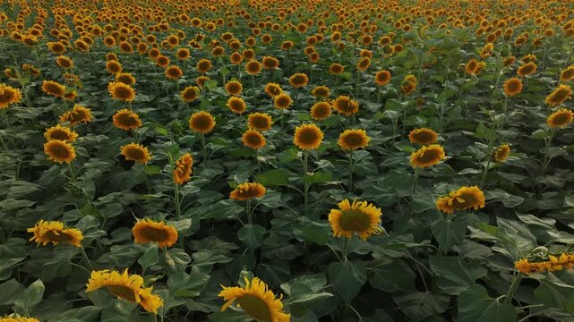 a sunflower farm in the golden light of sunset