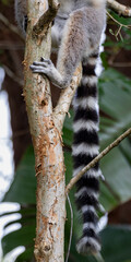 Fototapeta premium Lemur Tail