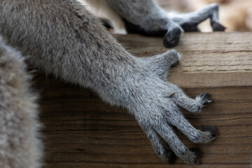 Lemur paw © Emily