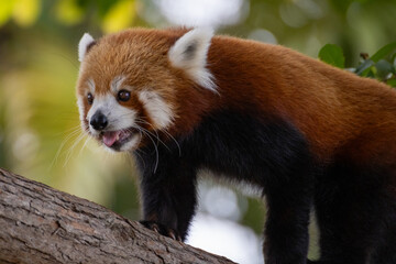 Fototapeta premium Red Panda 