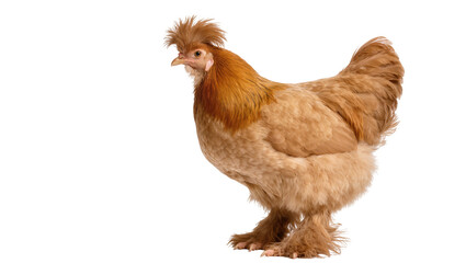 Fluffy golden brown chicken with a distinctive crest and feathered legs, standing gracefully, isolated PNG on transparent background, poultry animal for farm and pet projects © pixogram