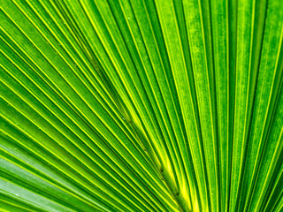 Obraz premium Palm leaf texture background green tropical natural pattern