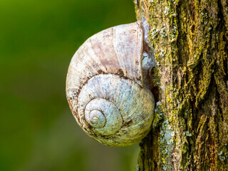 Forest snail on tree bark macro close up natural habitat detail © Dan Badiu