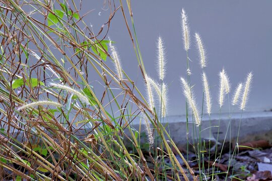 Mission Grass (Cenchrus polystachios) blooming near a concrete wall representing resilience and the quiet beauty of wild urban flora