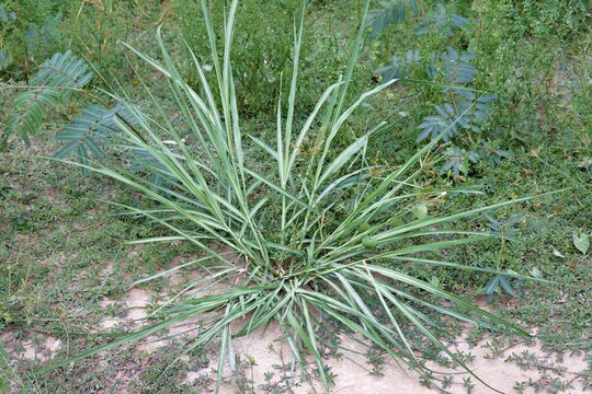 Resilient Yellow Nutsedge, Cyperus esculentus, growing in sandy soil, representing growth, botanical diversity, and natural persistence in wild outdoor environments.