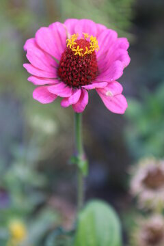 Pinke Zinnie