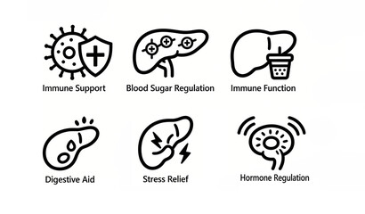 Fototapeta premium Strong immunity, blood sugar regulation, liver protection, digestion aid, stress relief, endocrine regulation, comprehensive maintenance of organ function, suitable for promoting liver and kidney care
