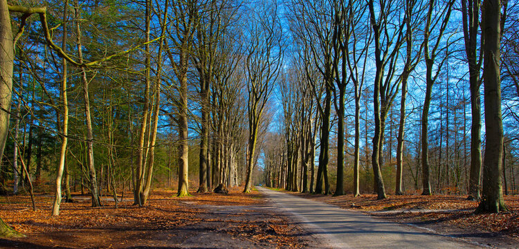Trees in a forest under a blue sky in bright sunlight in springtime, Baarn, Lage Vuursche, Utrecht, The Netherlands, March 18, 2026
