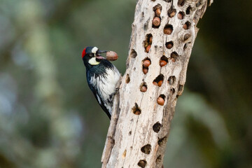 Acorn Woodpecker © Gary Rogers