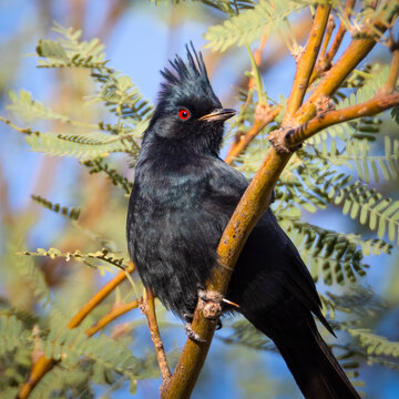 Phainopepla - Male