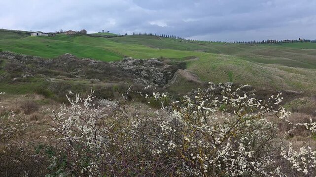 Scenic Spring View of Crete Senesi in Tuscany featuring the famous Cypress Alley and White Wildflowers, near Siena
