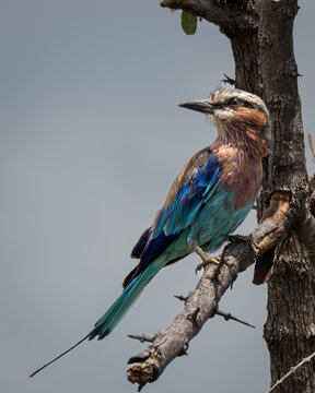 Colorful Lilac-breasted Roller perched calmly on a dry tree branch, framed by subtle green leaves and a soft, cloudy sky. The bird's vivid blend of turquoise, lilac, and blue feathers offers striking