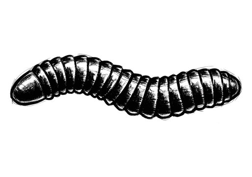 Black and white sketch of a segmented worm or grub with a textured, hand-drawn style