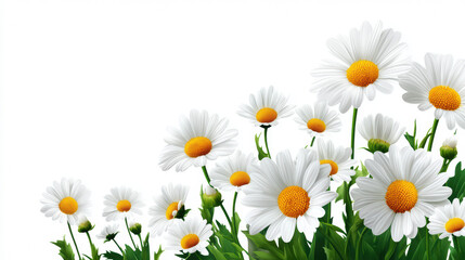 Obraz premium Delicate white daisy flowers with bright yellow centers are scattered amidst lush green foliage, creating a serene and vibrant floral arrangement on white background.