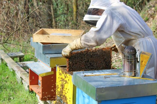 Close-up of bees - A beekeeper is removing the honeycomb frame from the hive to inspect the situation. A beekeeper at work in his apiary.