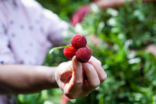 Hands Picking Ripe Bayberries During Harvest