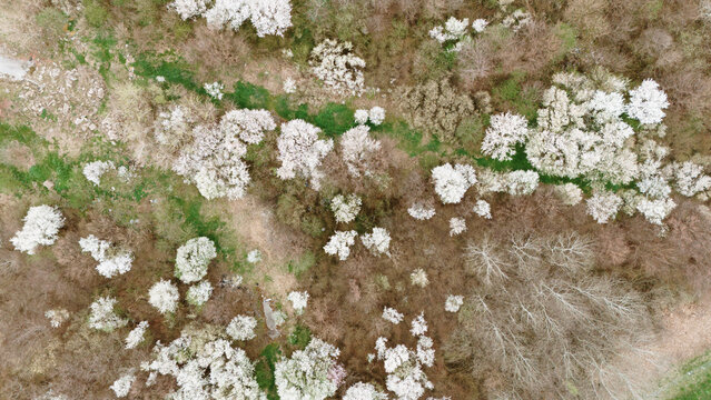 Aerial view of a forest canopy bursting with white blossoms against the muted browns and greens of early spring, Sremska Mitrovica, Vojvodina, Serbia.