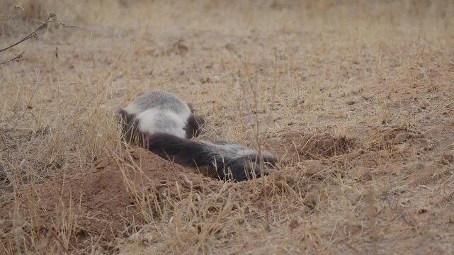 Honey badgers at burrow as one keeps watch and the other digs and enters the den in dry savanna grassland. Natural behavior of ratel (Mellivora capensis) in Africa.