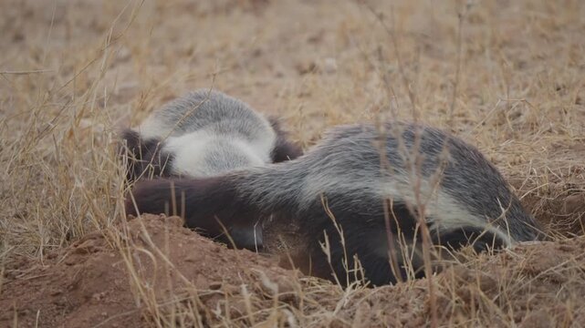 Honey badger digging in slow motion, claws throwing sand backward from a hole as a second badger watches nearby in dry grassland habitat. Detailed wildlife behavior scene.