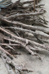 Fototapeta premium Exposed Weathered Tree Roots on Sand in a Coastal Area