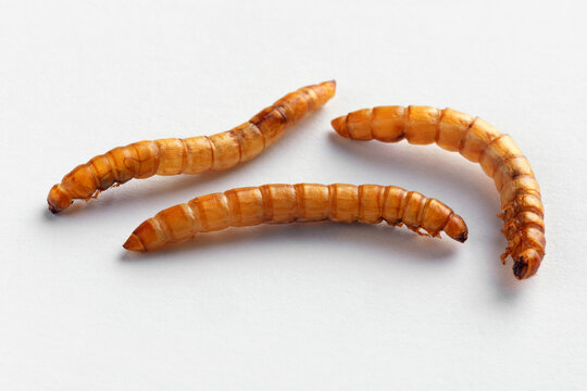 Close-up of three dried mealworms on a clean white background, ideal for food, agriculture, and educational concepts.