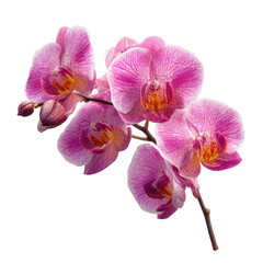 Obraz premium Orchid flower branch with pink petals and buds against a plain background in a studio setting