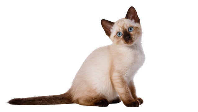 Adorable Siamese kitten with striking blue eyes, light cream fur and dark brown points, sitting gracefully, isolated on transparent background PNG