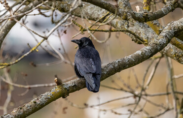 Fototapeta premium A black common raven sits on a tree branch, Corvus corax