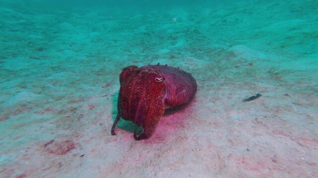 Cuttlefish Swimming Backward Over Sandy Seabed With Color Changing Camouflage