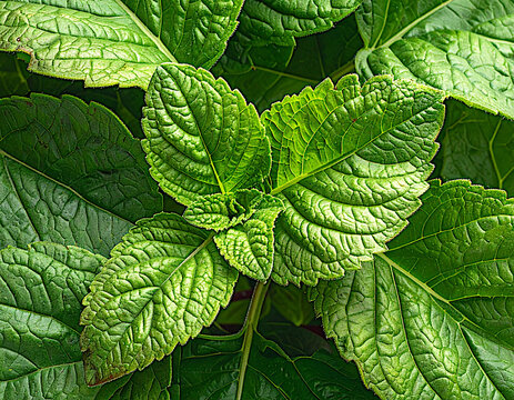 Amaranth Greens Close-Up - Fresh Amaranthus Leaves, Leafy Greens Texture for Cooking & Salads