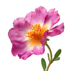 Naklejka premium Pink flower with yellow center on white background during bright daylight hours