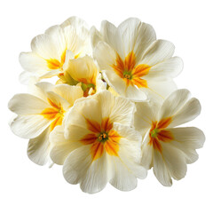 Fototapeta premium Bright white flowers with orange centers gathered together in a natural setting during daytime