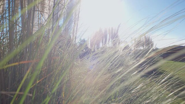 Close-up of tall, feathery pampas grass swaying gently in the wind under a bright, sunny sky. Beautiful lens flare and golden light create a peaceful, serene natural scene