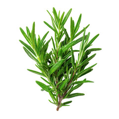 Fototapeta premium Fresh rosemary herb displayed on a white background with detailed green leaves and stems for cooking or garnish use