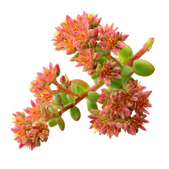 Pink succulent plant with small flowers growing in natural light near a window in early spring