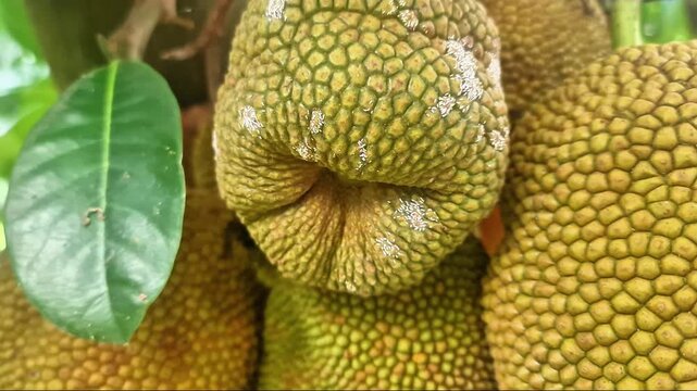 Unique Deformed Jackfruit Growing on Tree &ndash; Rare Tropical Fruit Close-Up