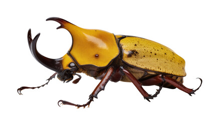 Magnificent male rhinoceros beetle, a vibrant yellow and dark brown insect with impressive horns, isolated on transparent background, side view PNG © Hugo