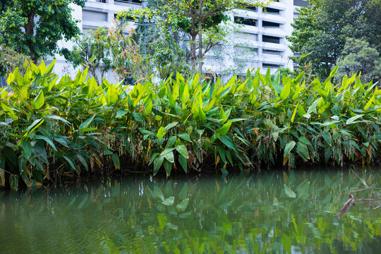 Lush green plants growing along the pond bank in a public park.