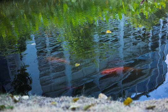 Fancy carp swimming under water surface with building reflection in urban park.