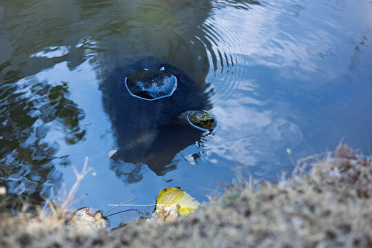 Close up of a wild turtle swimming in the water near the pond bank.