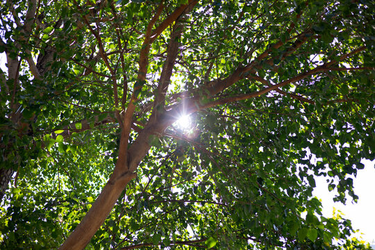 Low angle view of bright sunbeam shining through green tree branches.