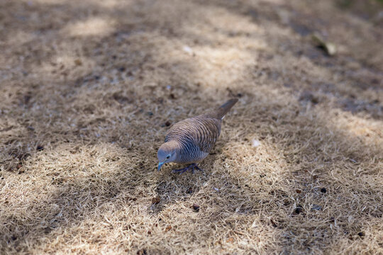Brown dove bird standing on dry brown grass in a public park.