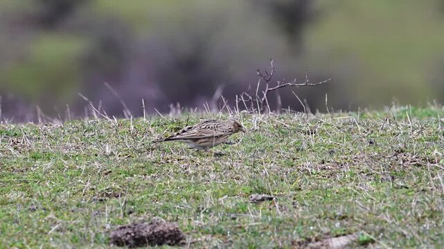 a small, brown-streaked Skylark hopping and foraging across a grassy, stone-flecked hillside, with bare shrubs and a soft-focus wooded background under an overcast sky.