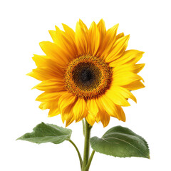 Naklejka premium Sunflower with bright yellow petals showing its center and leaves captured indoors during daylight
