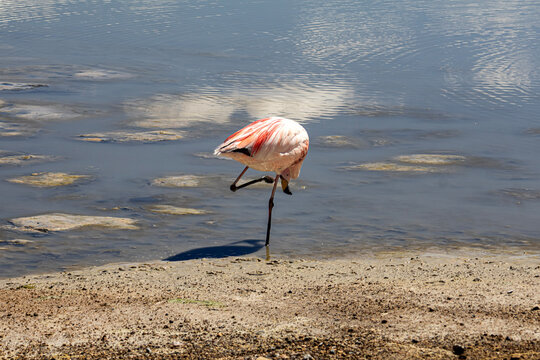  flamingo in the water